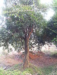 桂花树