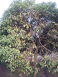 桂花树