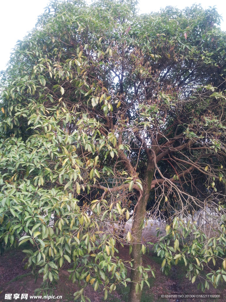 桂花树