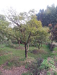 桂花树