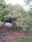 桂花树