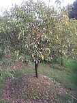 桂花树