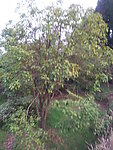 桂花树