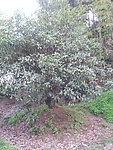 桂花树