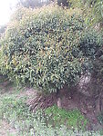 桂花树