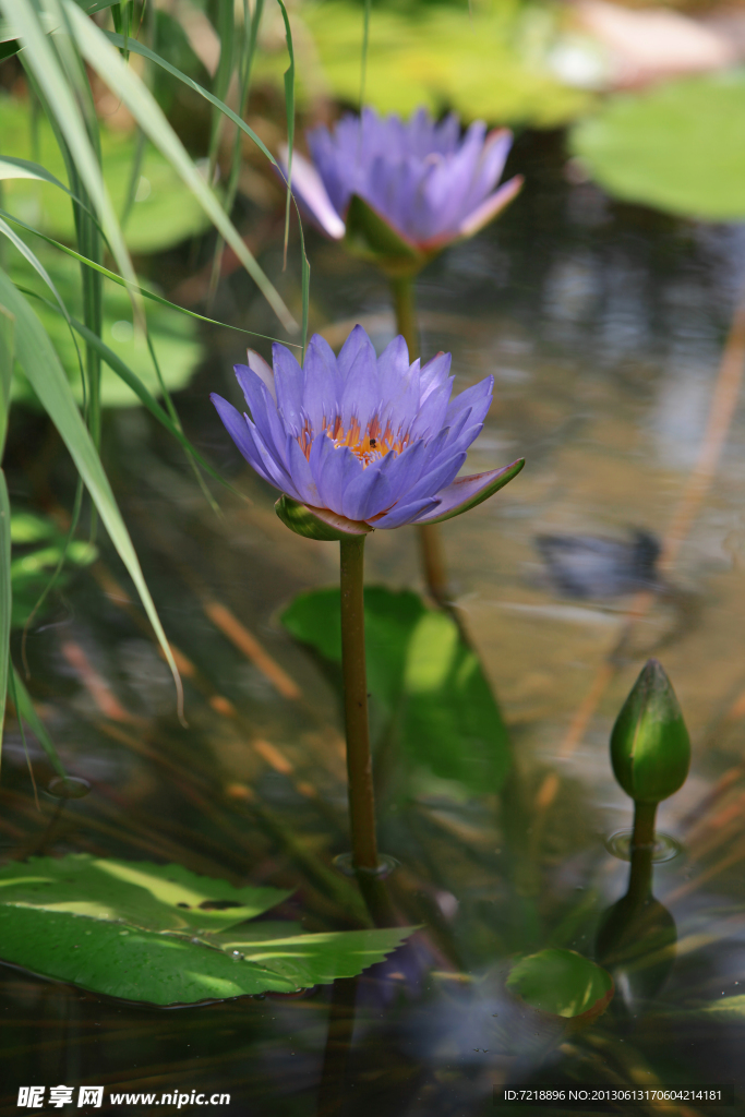 荷花