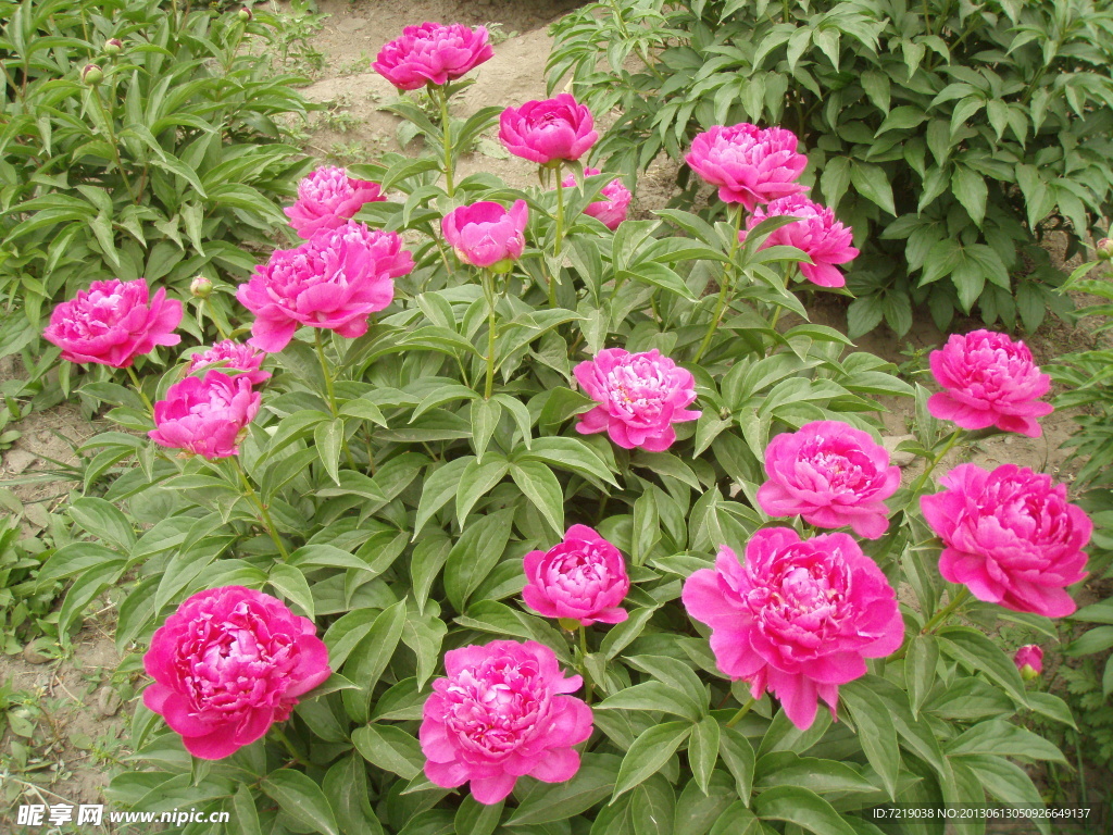 芍药