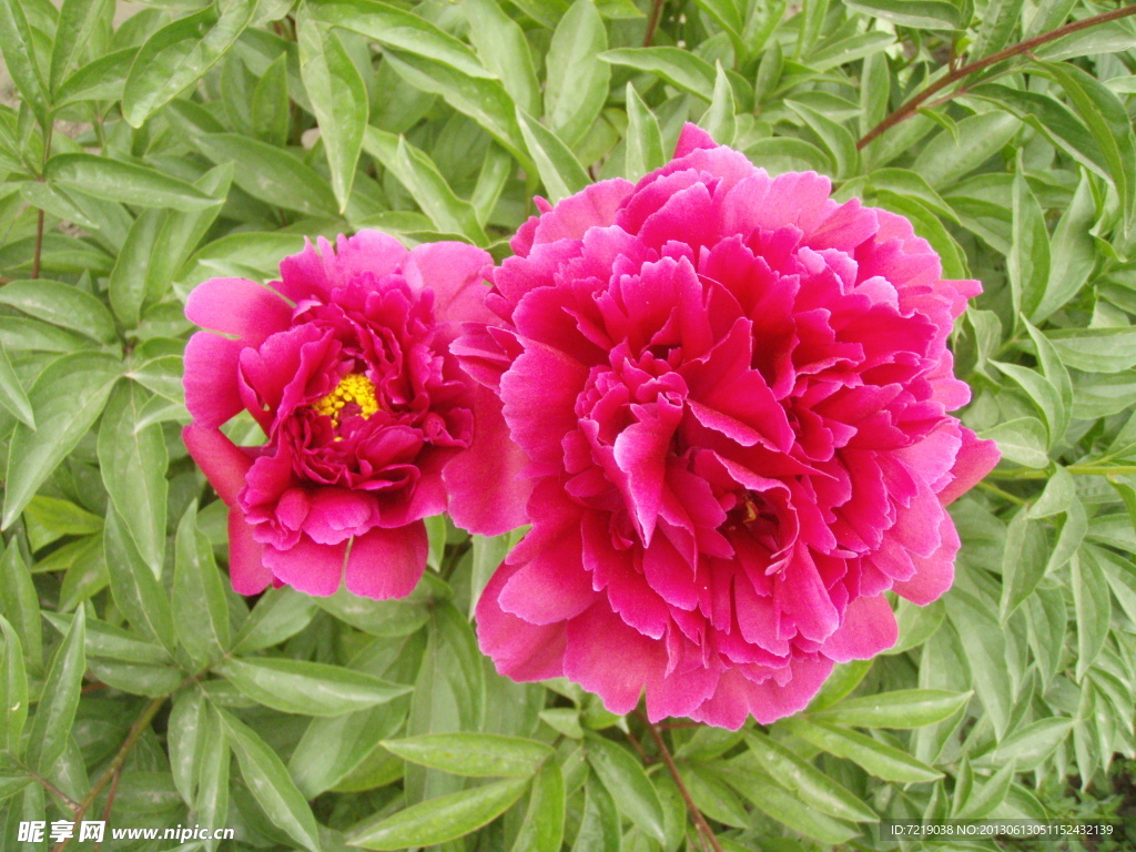 芍药