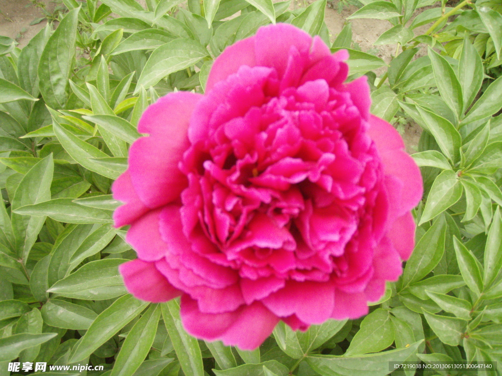 芍药