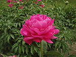 芍药