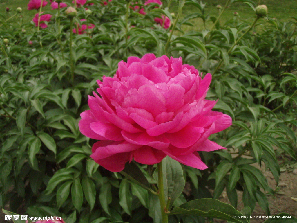 芍药