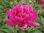 芍药
