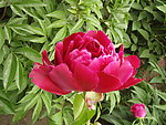芍药