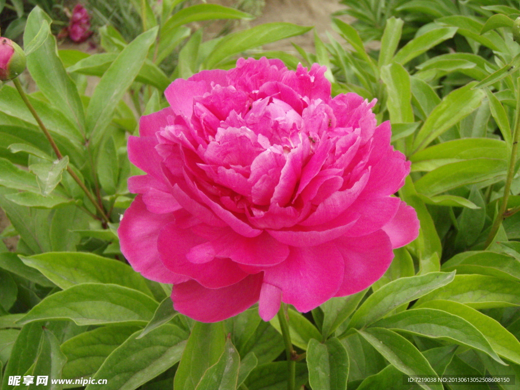 芍药