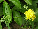 野菊花