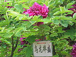 牡丹