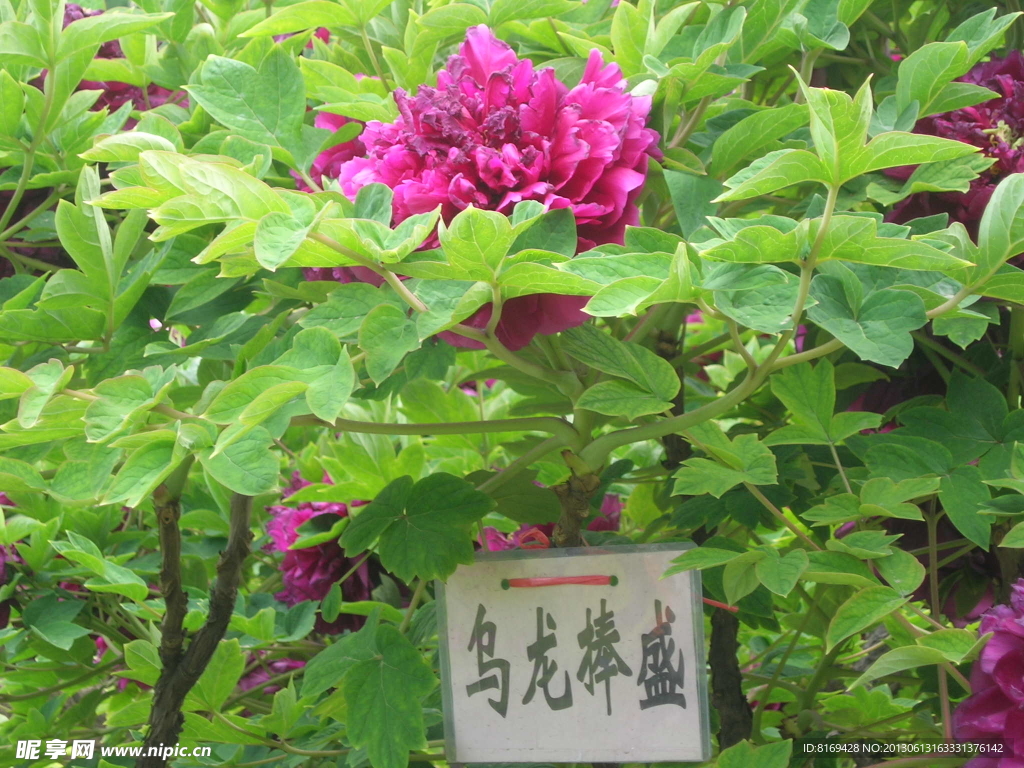 牡丹