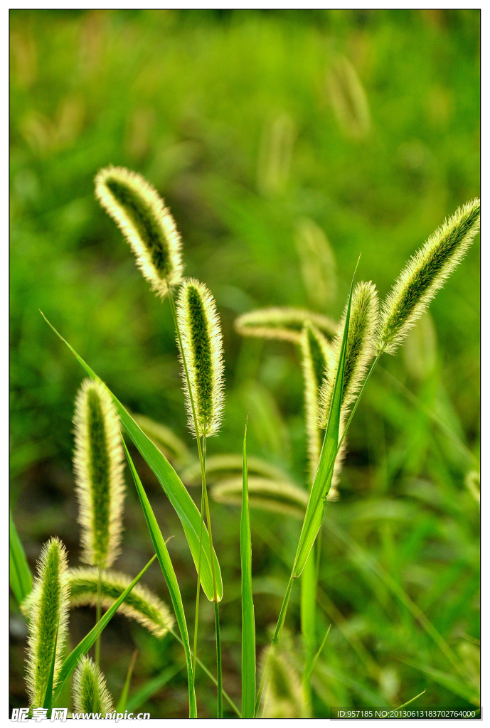 狗尾草