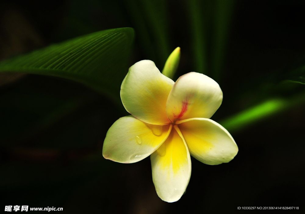 鸡蛋花