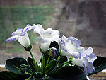 2013年家中芙蓉花