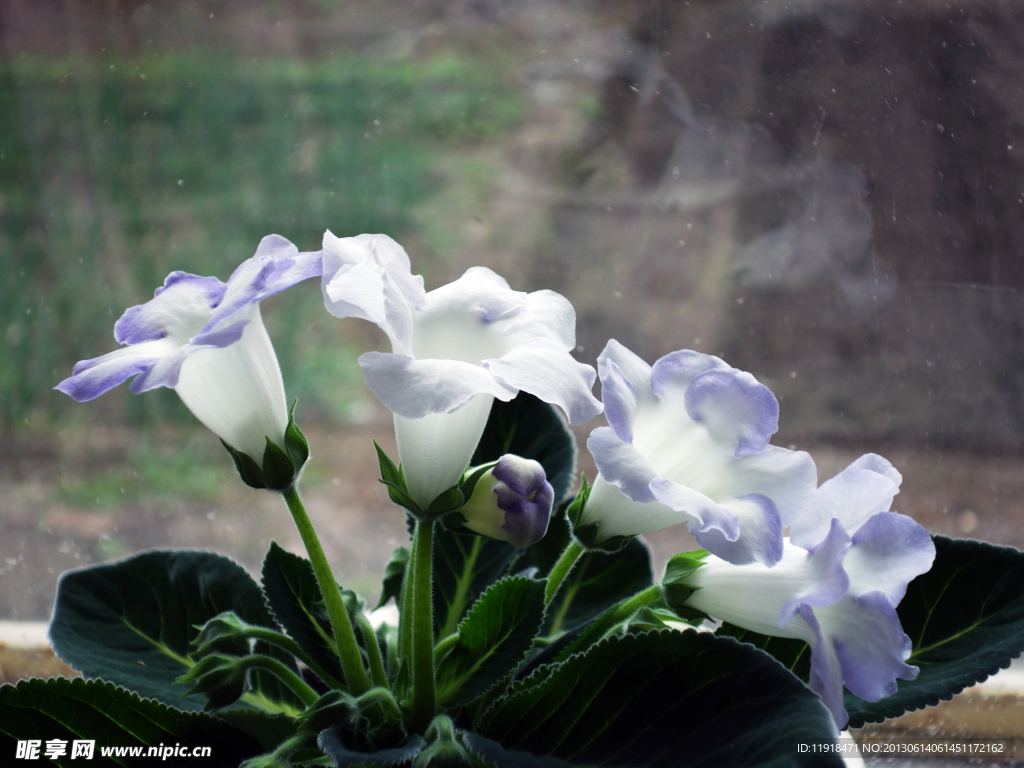 2013年家中芙蓉花