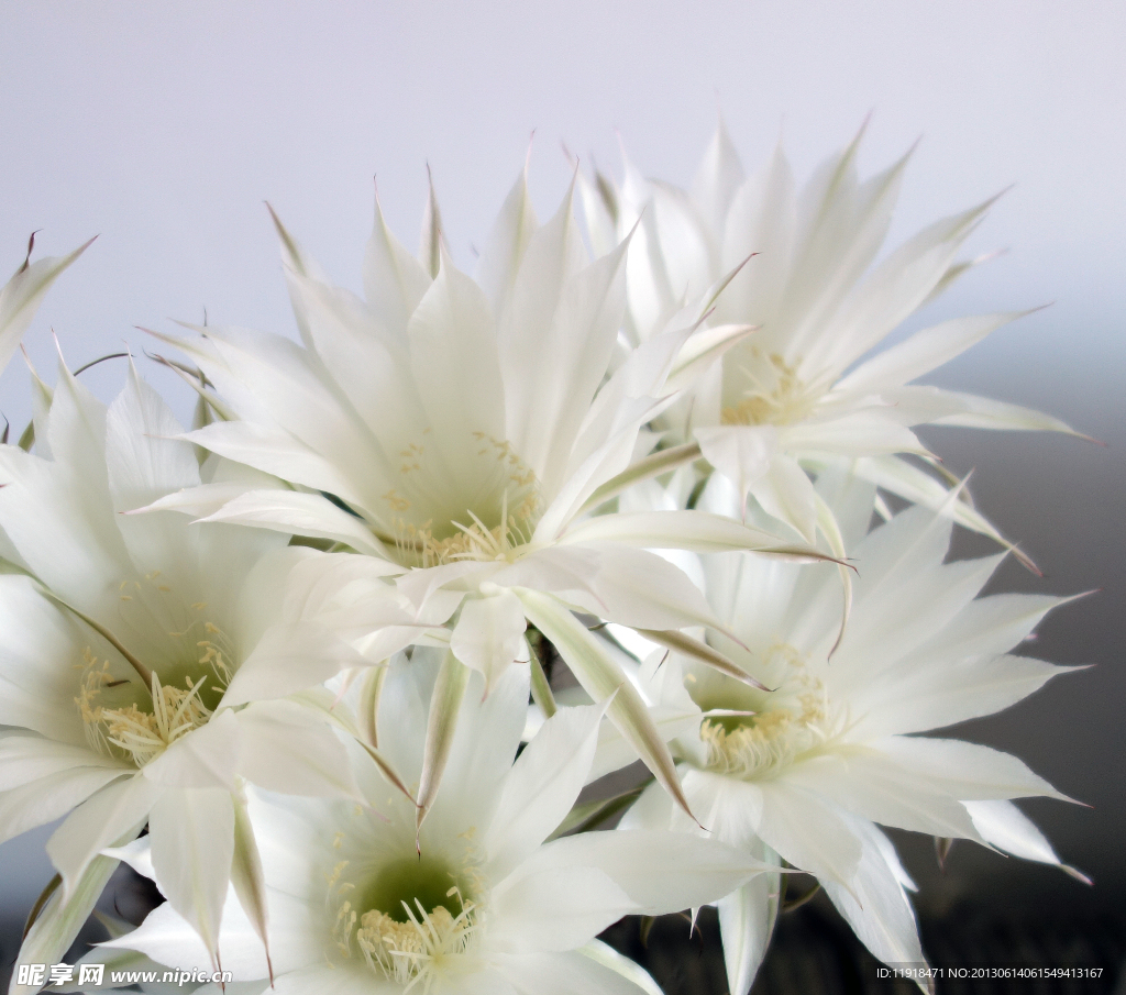 仙人球花