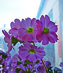 逆光四季花