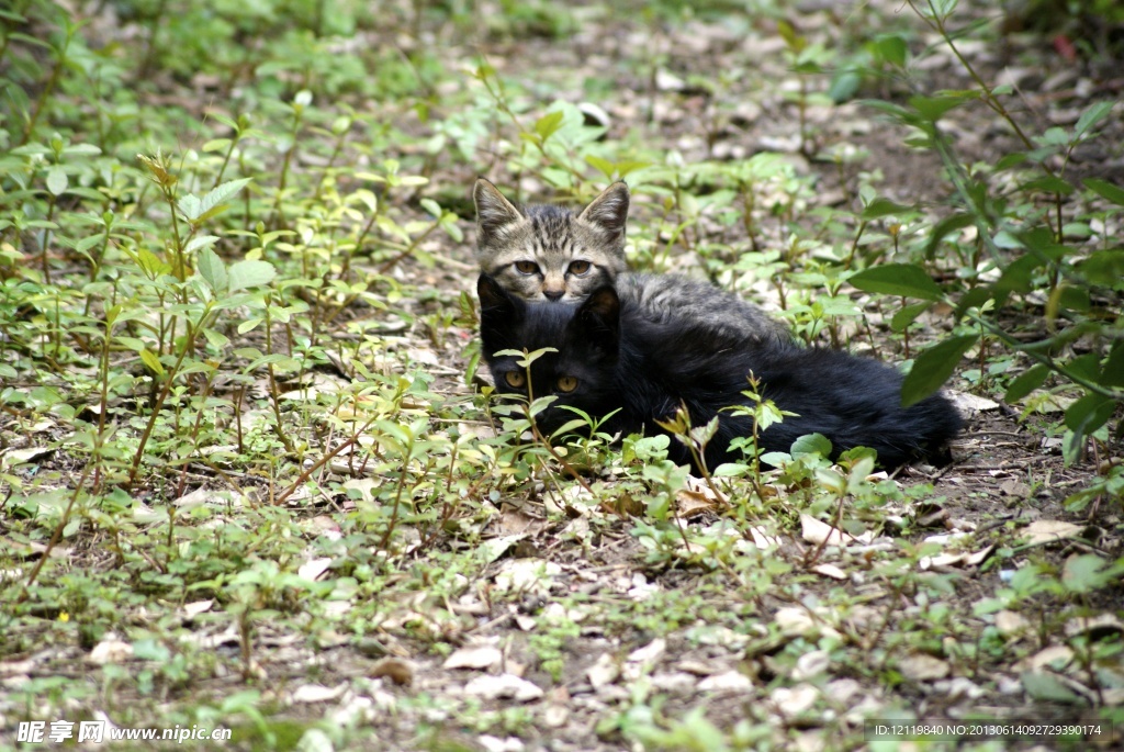 两只小猫