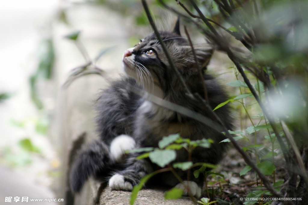 小猫