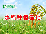 水稻基地海报