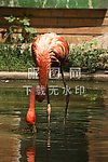 非洲的喙鸟