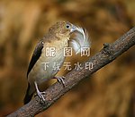 鸟类图片