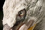 喙鸟 异国情调