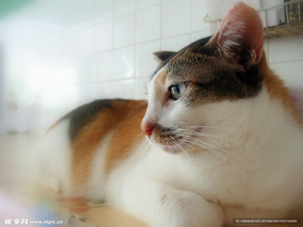 小猫 黑猫
