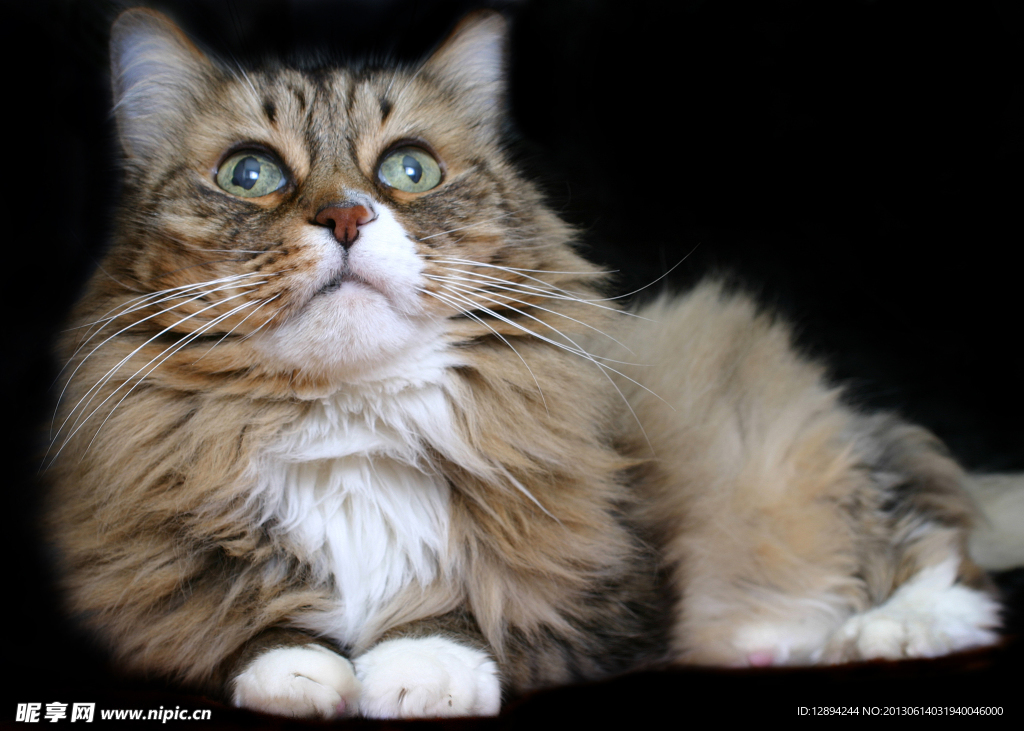美丽的猫猫