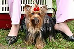 狗狗写真
