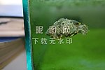 潜水绿龟