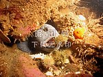 海鱼 鲜鱼