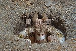 螳螂虾 海鱼