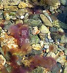 海鱼 鲜鱼