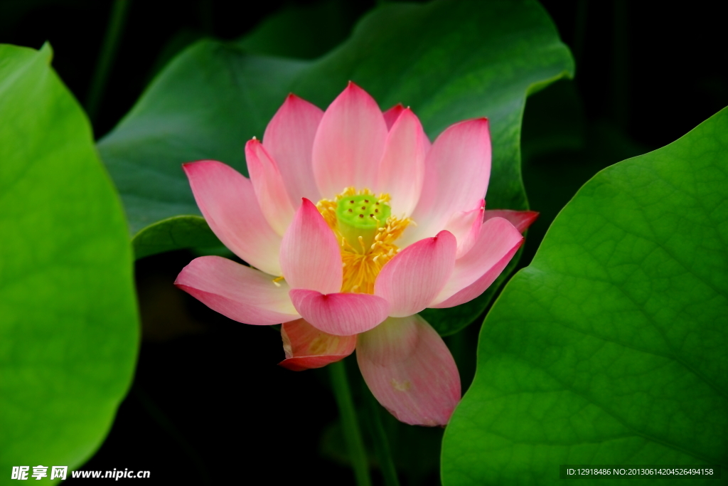 荷花