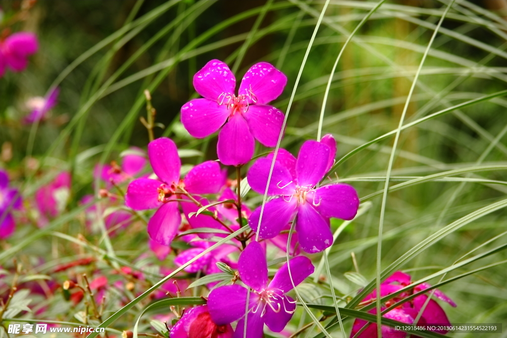 粉色花