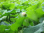 池塘荷色