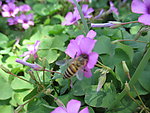 蜜蜂