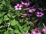 蜜蜂