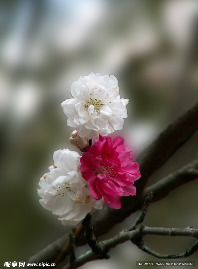 双色桃花