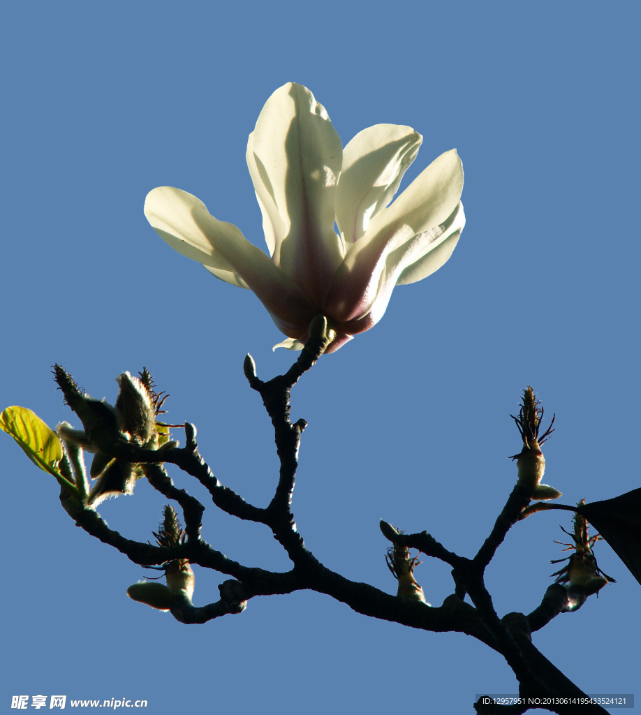 玉兰花