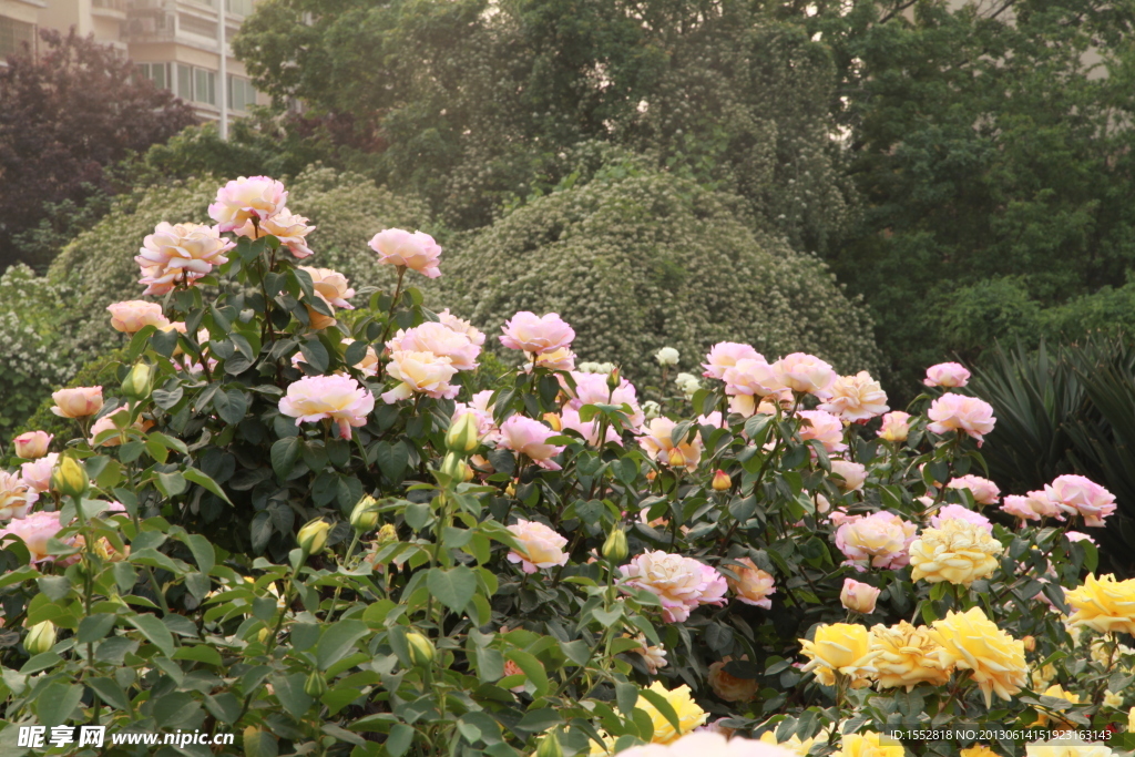 月季花