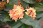 龙船花