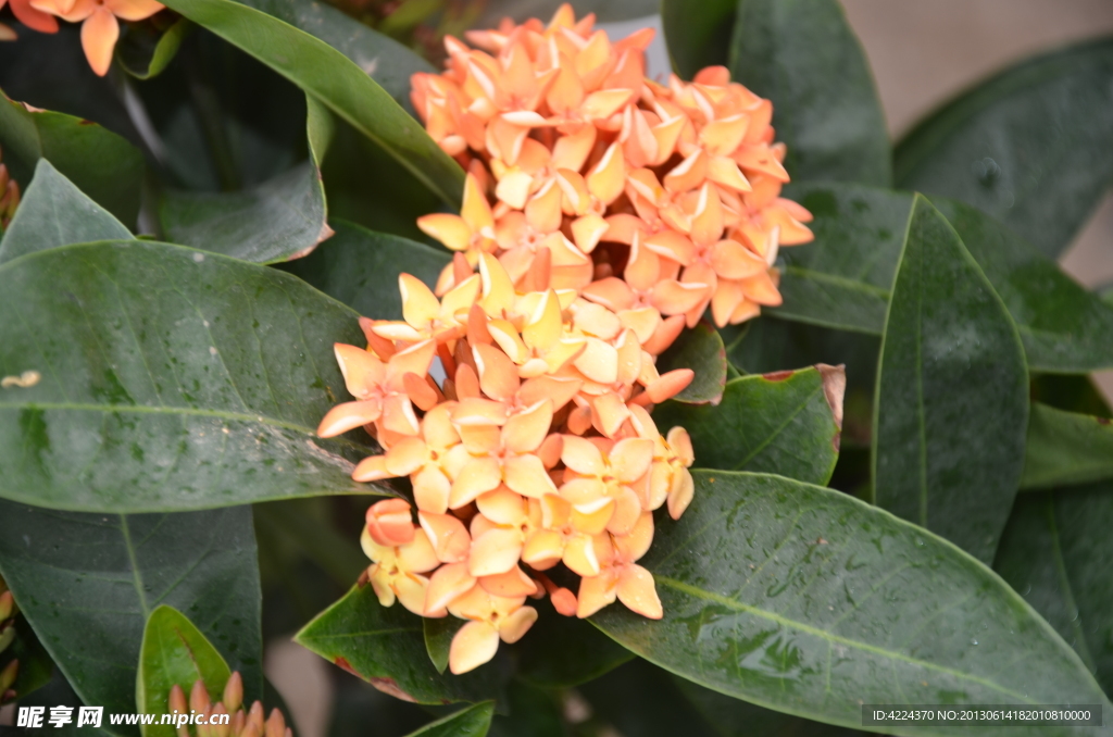 龙船花